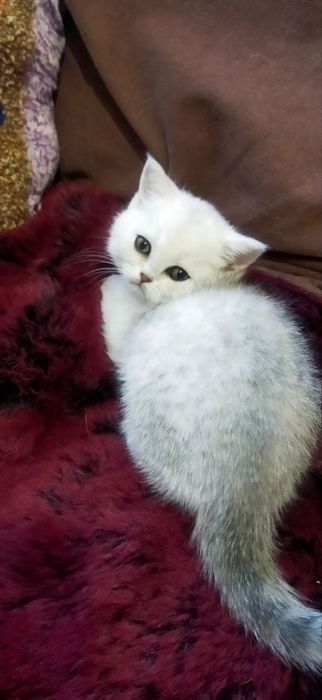 Серебряная шиншилла котенок
