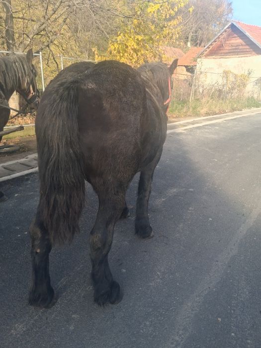 Vind minz un an jumate