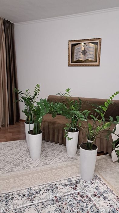 Денежное дерево комнатное растение