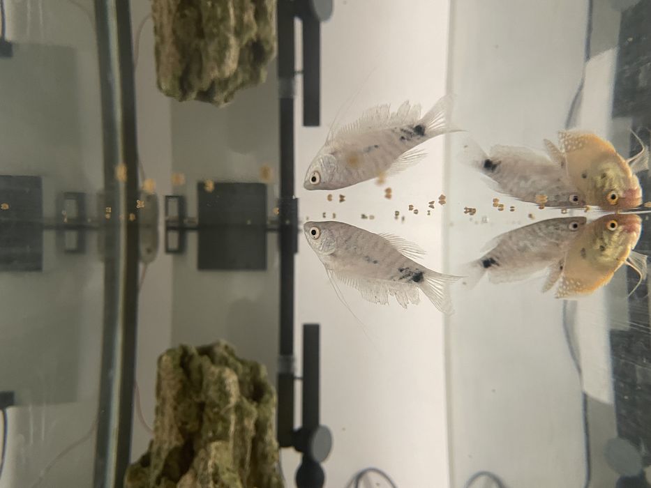 Гурами Рыбки здоровые