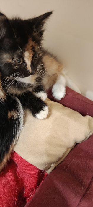 Котята трёхцветные