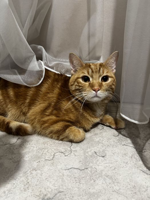 Отдам кота в добрые руки