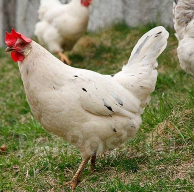 Куры несушки Каралл.