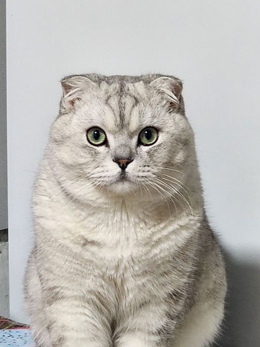 Berlmidi! SOTLMIDI ! Qizlani Vyazkaga ! O’g’il bola ! 1 yosh