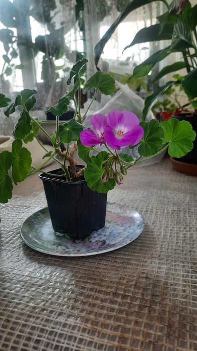 Продам комнатные цвеиы
