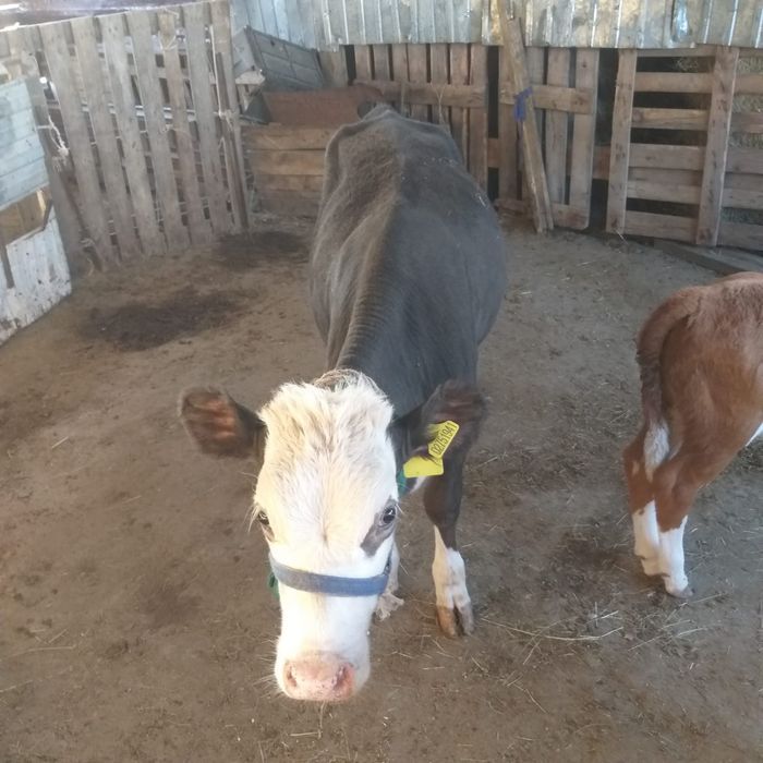 Продам  корову молочную