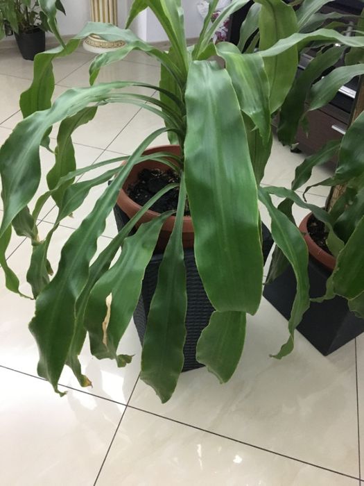 Dracaena -planta frumoasa
