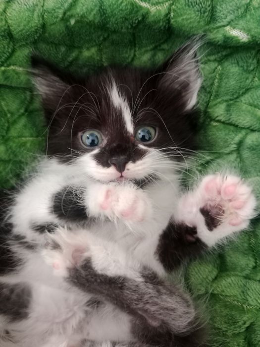 отдам игривых котят