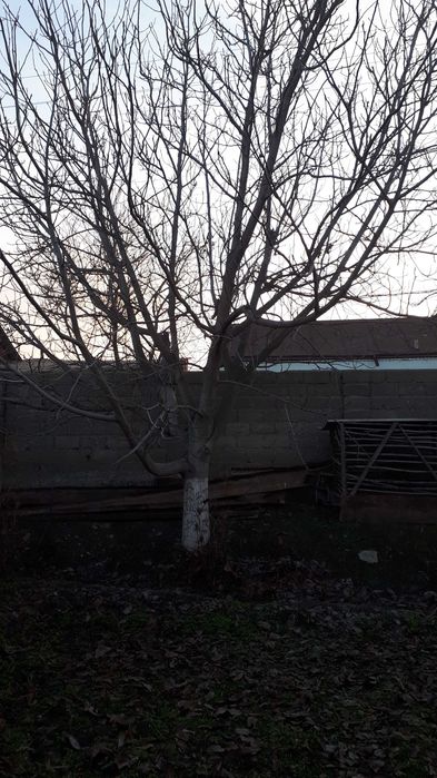 Ёнғоқ дарахти 1 жуфт сотилади