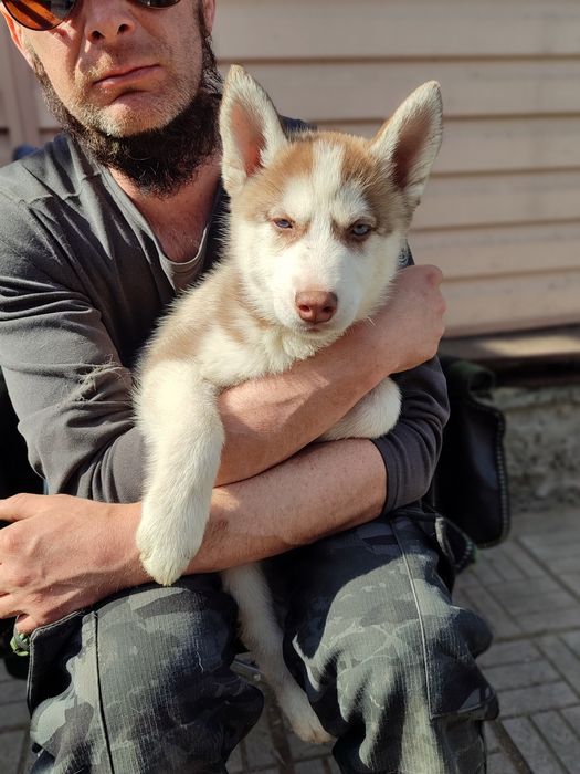 Щенки сибирский хаски