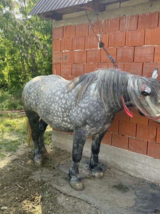 Iapa de vanzare de 4 ani