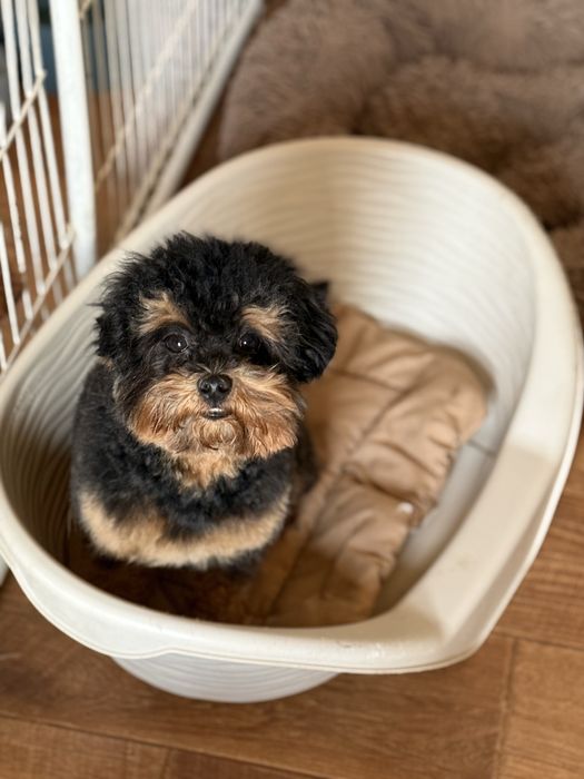 Продам малыша мальтипу