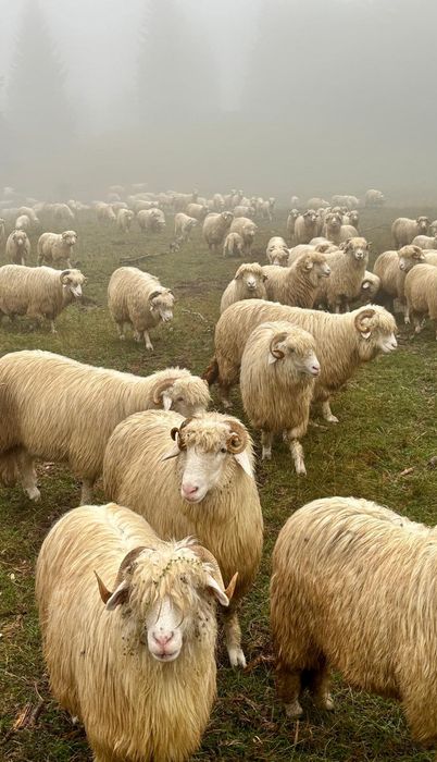 Disponibile oi și berbeci