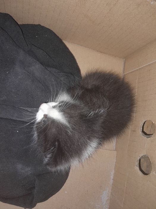 Отдам даром котёнка