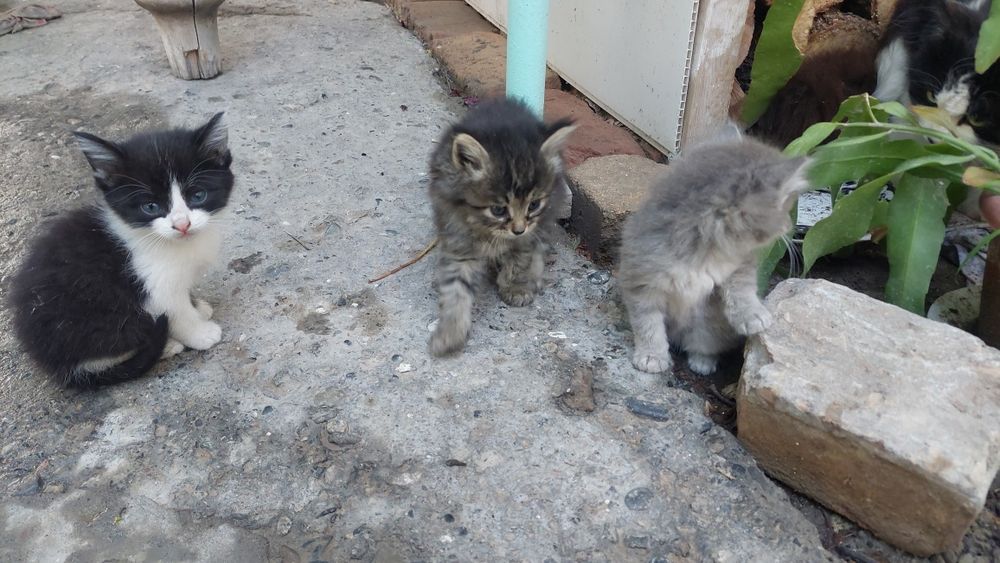 Котята домашние пушистые