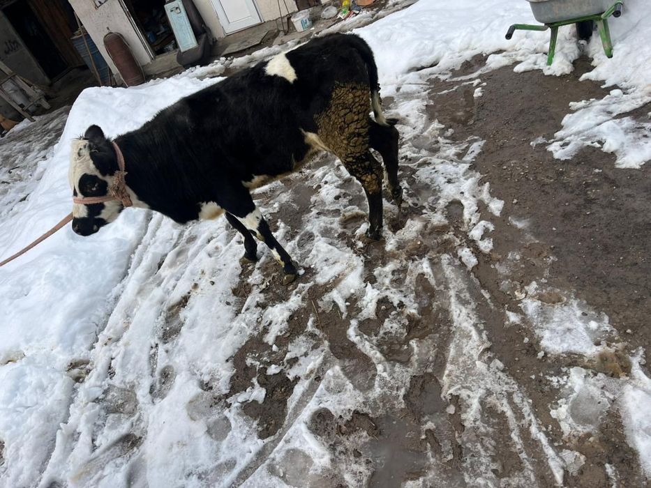 телочка 8 мес от хорошей коровы