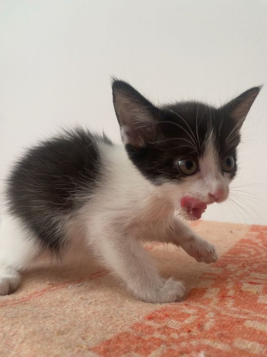 Отдам котенка 1,5 месяца, девочки.
