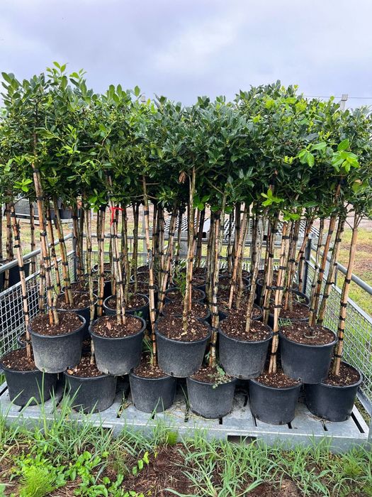 Tuia  leylandi  plante  bambus