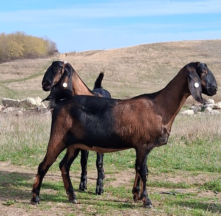 Vând capre Anglo Nubiene cu certificat de origine