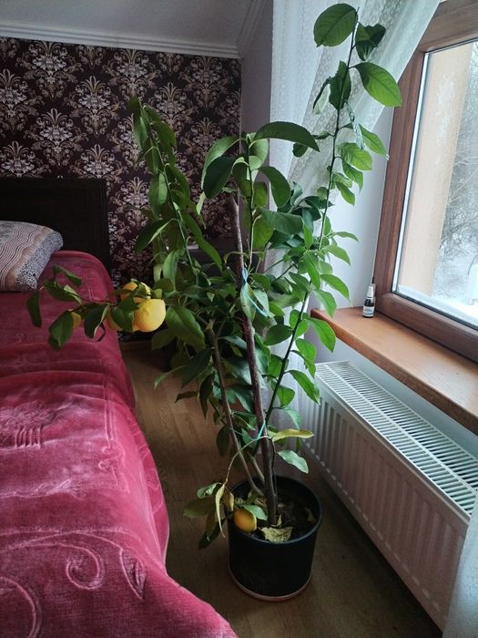 Lamai cu fructe copate