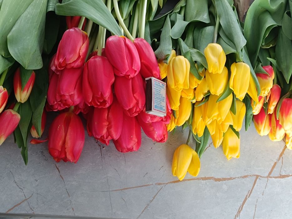 Тюльпаны Доставка