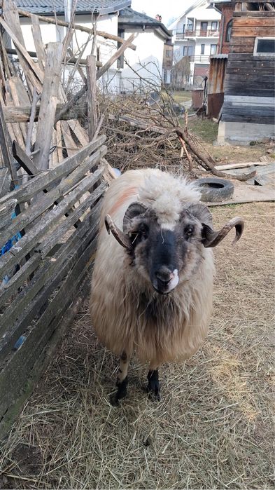 Berbec Breaz de Hațeg