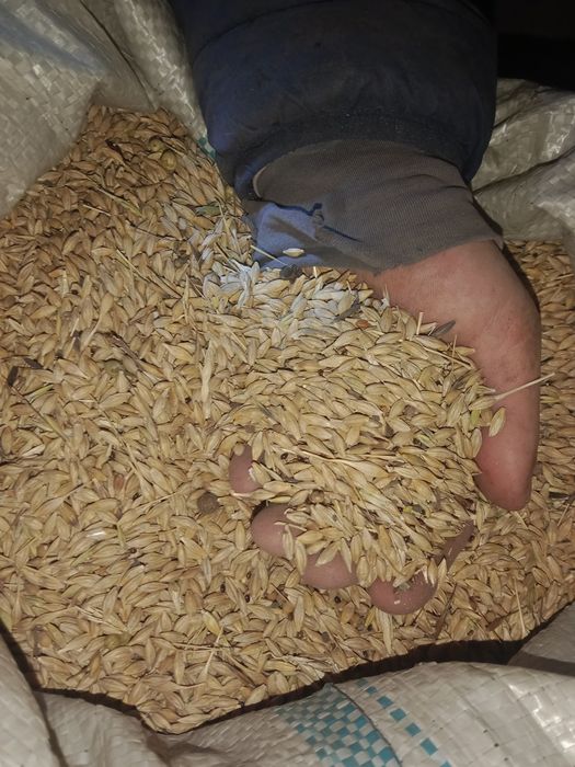 ЯЧМЕНЬ ячмень в мешках