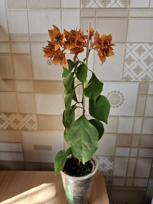 Комнатные цветы.