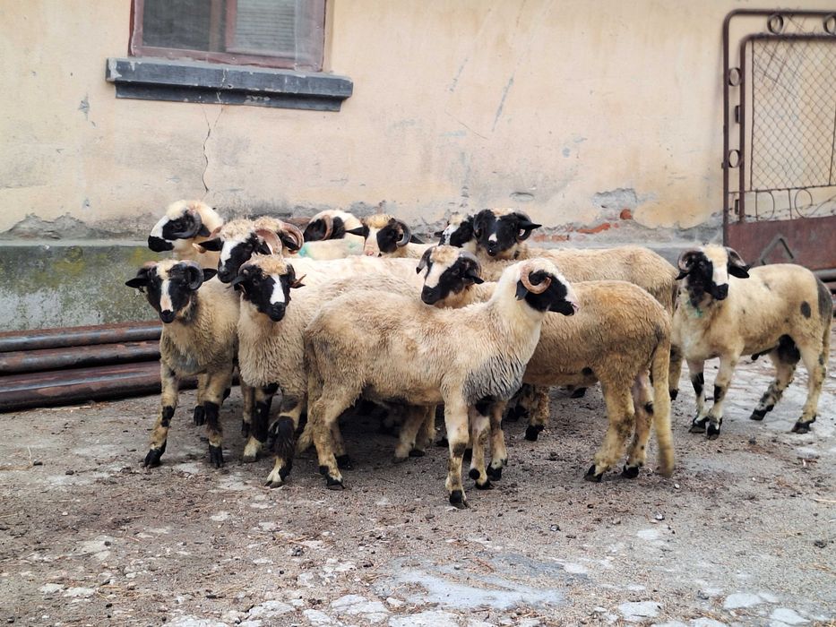 Berbecuti brezi de vanzare