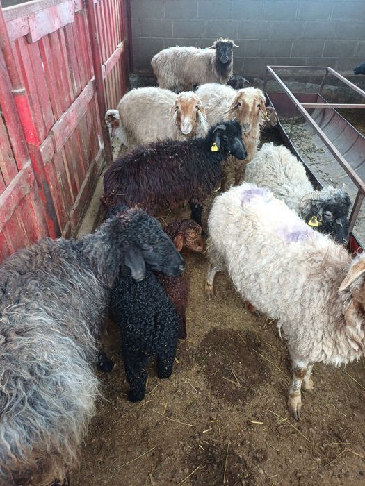 Козылы койлар сатылады