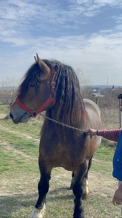 Armasar ardenez 3 ani de monta!