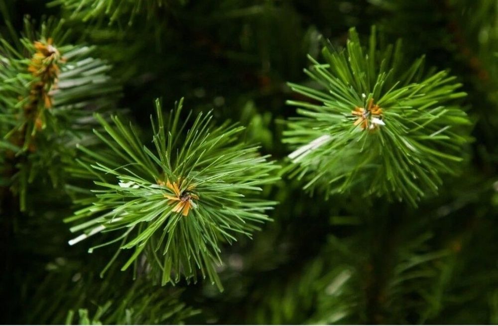 Ёлка  Triumph Tree.