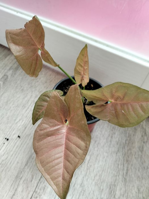 Продаются комнатные цветы