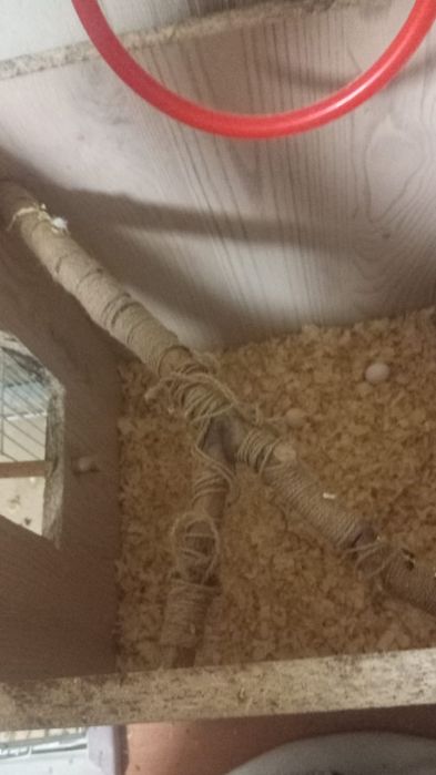 Карелла пара ейцо делают