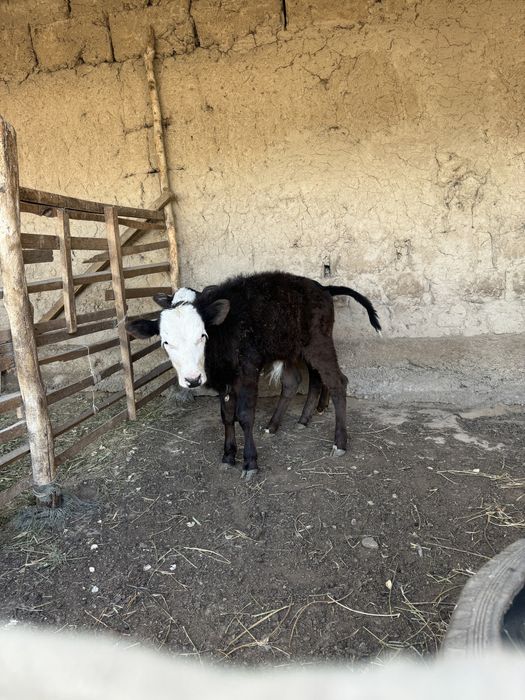 Парода Бұзаулы Сиыр