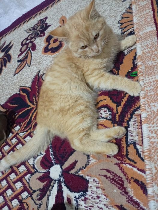 Mushuk Sariq chiroyli