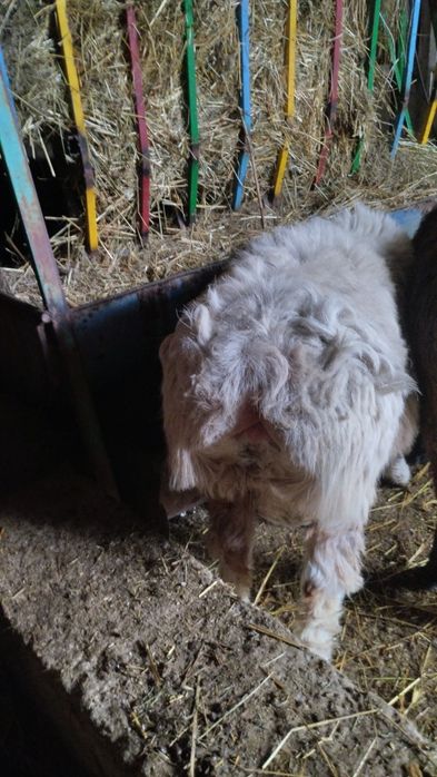 Қошқарлар, союға дайын