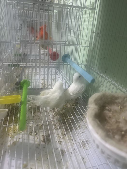 Canari diverse culori masculi/femele