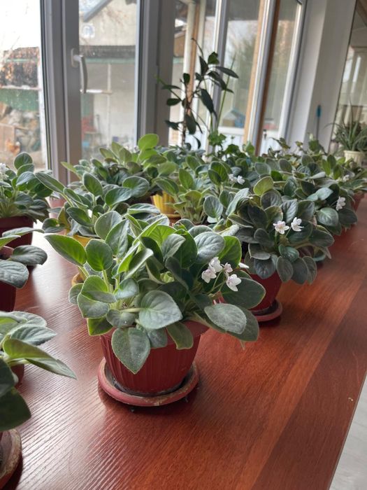 комнатные цветы