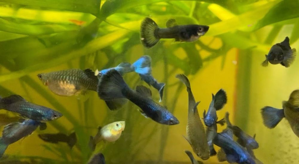 Гуппи Московская синяя