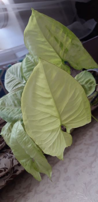 Сингониум Лайм грин