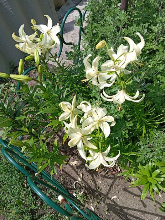 Дача в СО "Краснопартизанское"