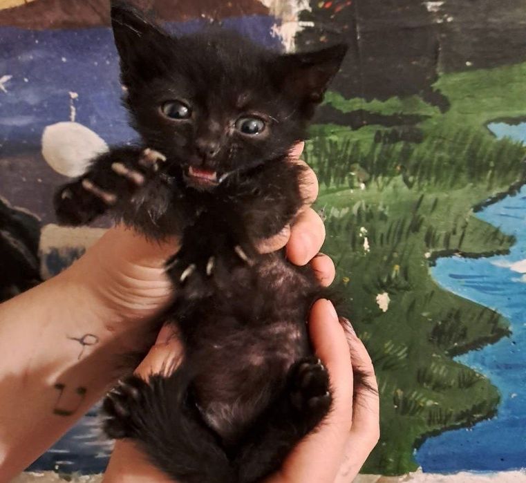 Котята черные домашние 1,5 месяца