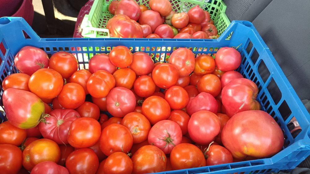 Продам помидоры домашние