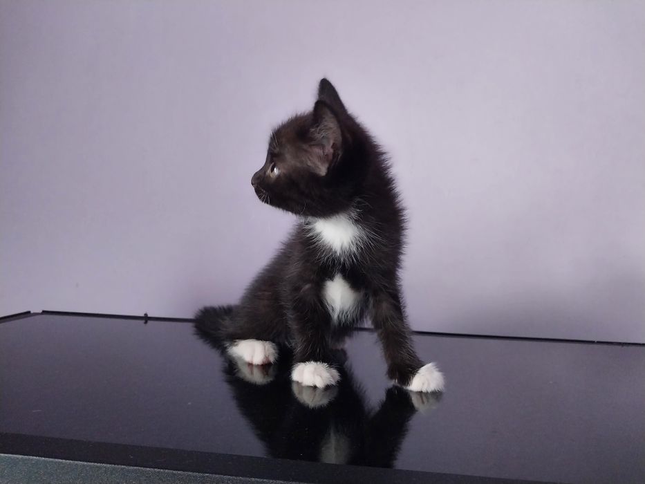 Отдам даром котят