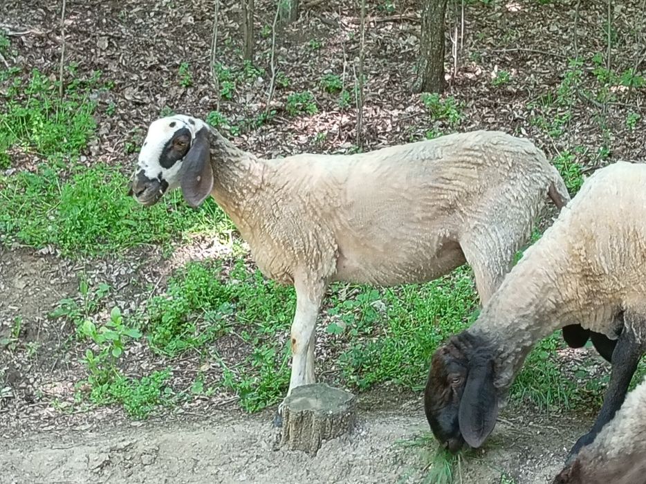 Noatine metis bergamasca și sârbești