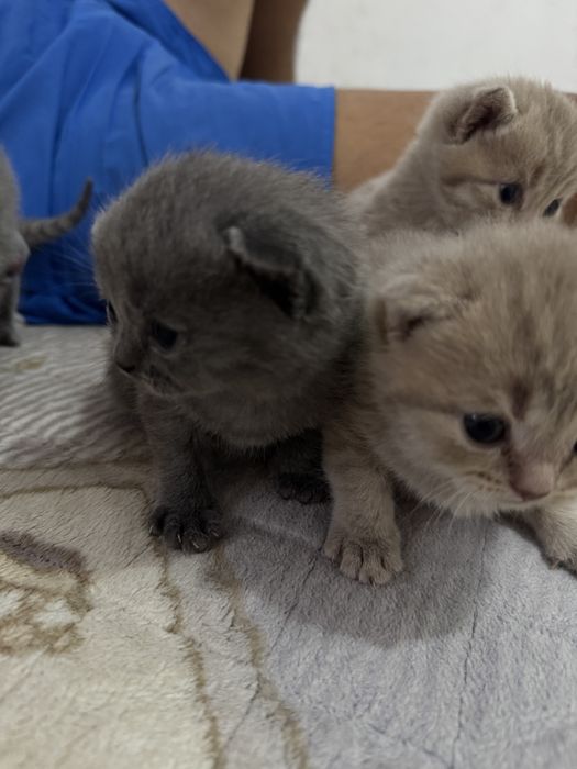 Британские котята вислоухие