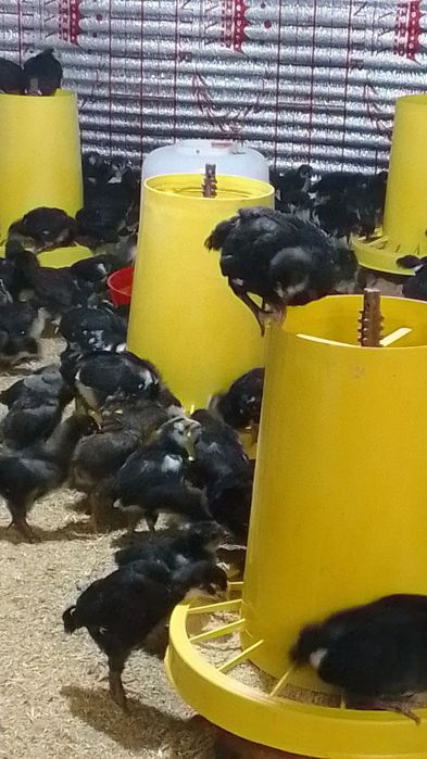 Anjon qora joʻjalari