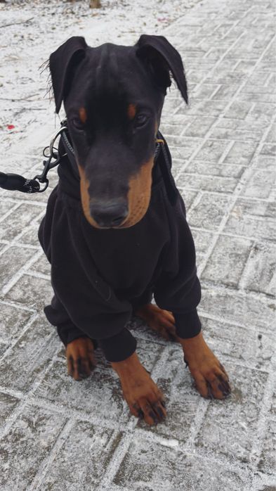 Продам добермана