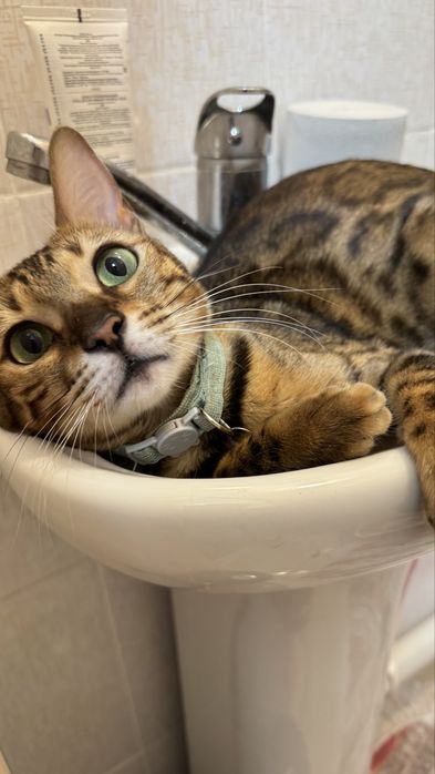 Продам кошку Бенгальскую